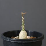 A.ペチュエリー(実生) EC1214