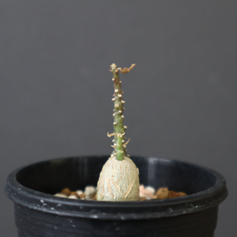 A.ペチュエリー(実生) EC1214