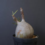 P.グラキリス 1018