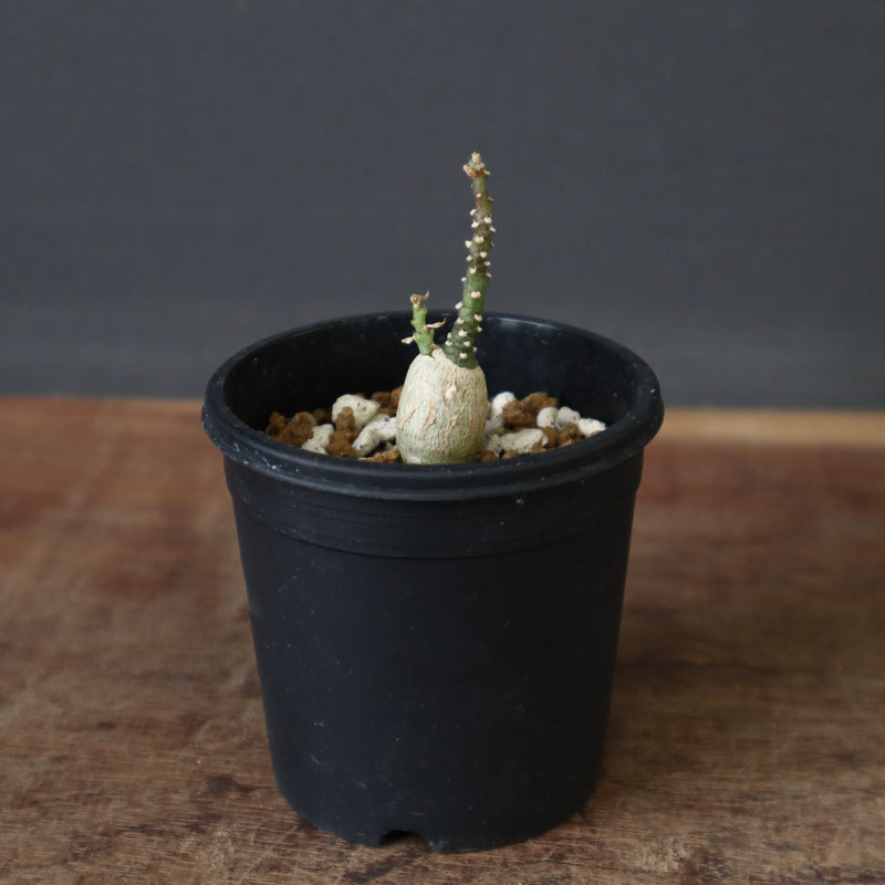 A.ペチュエリー(実生) EC1214