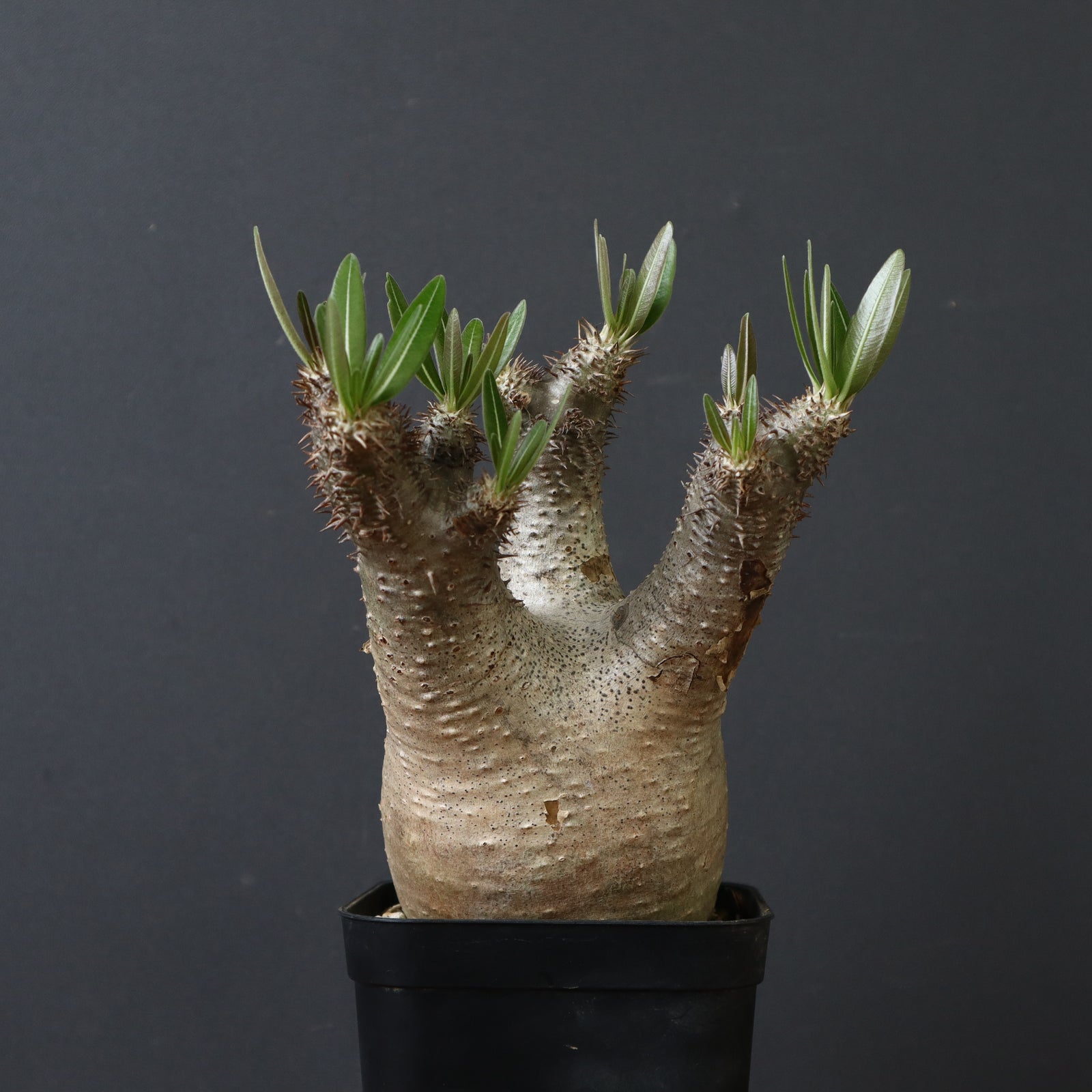 パキポディウム イノピナツム　発根済み　コレクション株　巨大イノピナツム パキポディウム イノピナツム 発根済み コレクション株 巨大