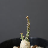 A.ペチュエリー(実生) EC1214