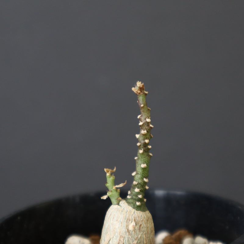 A.ペチュエリー(実生) EC1214