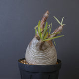 P.グラキリス 1018