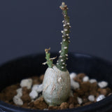 A.ペチュエリー(実生) EC1214