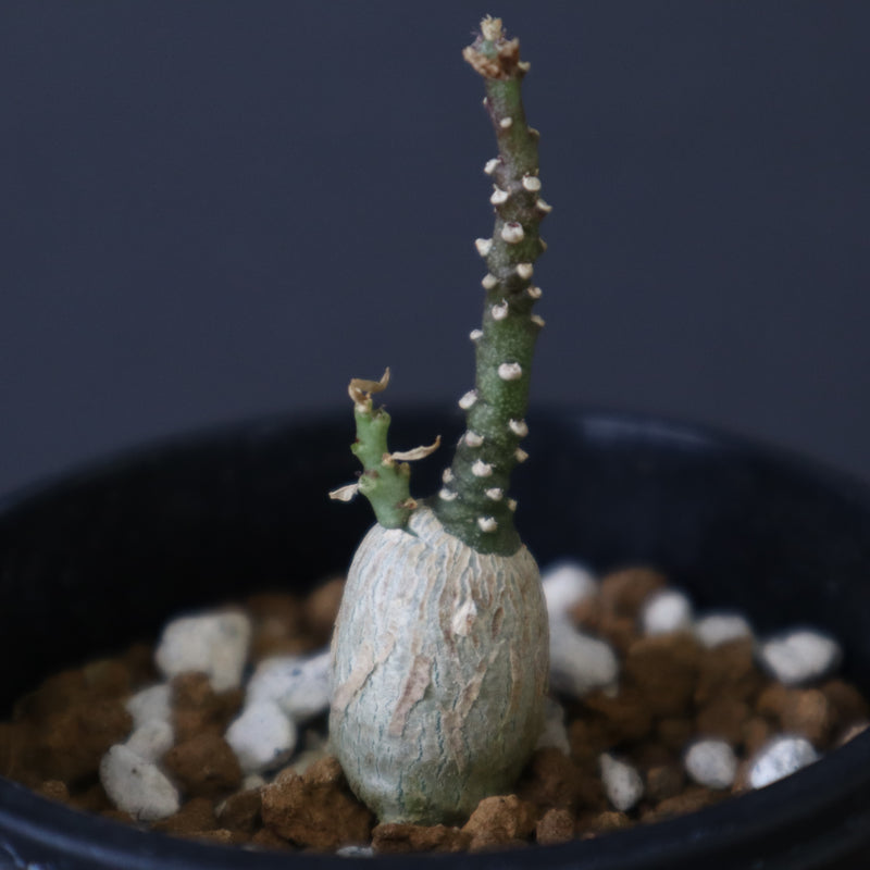 A.ペチュエリー(実生) EC1214