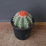 メロカクタス・マタンザナス EC2137