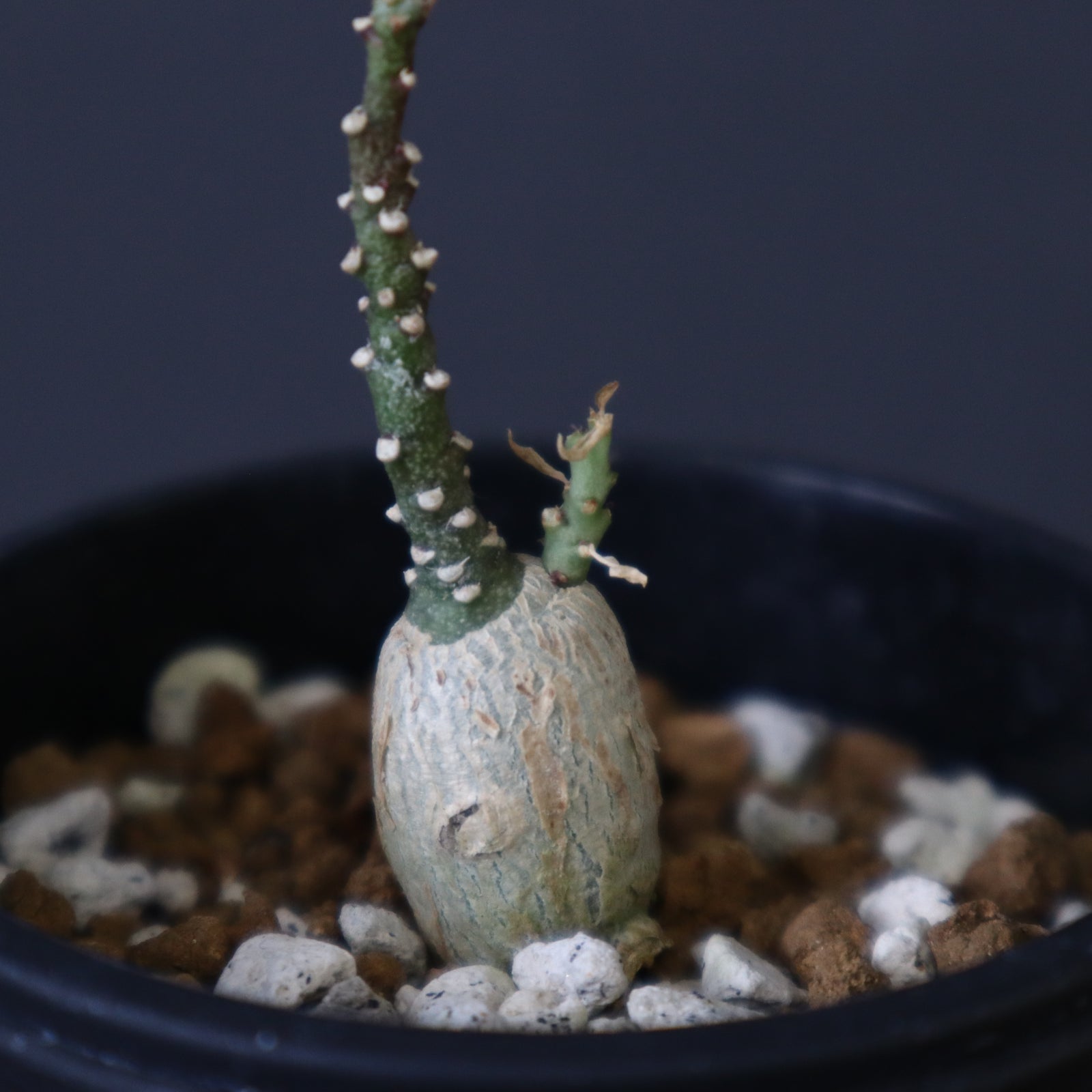 A.ペチュエリー(実生) EC1214 – TaiShoDo ONLINE SHOP