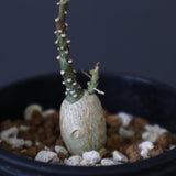 A.ペチュエリー(実生) EC1214