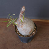 P.グラキリス 1018