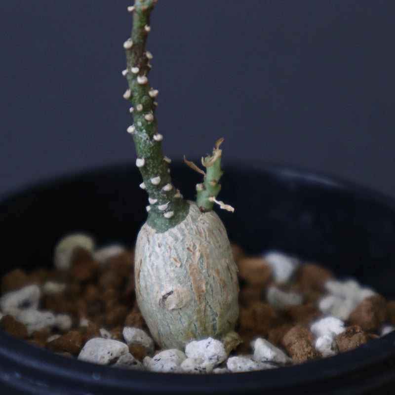 A.ペチュエリー(実生) EC1214