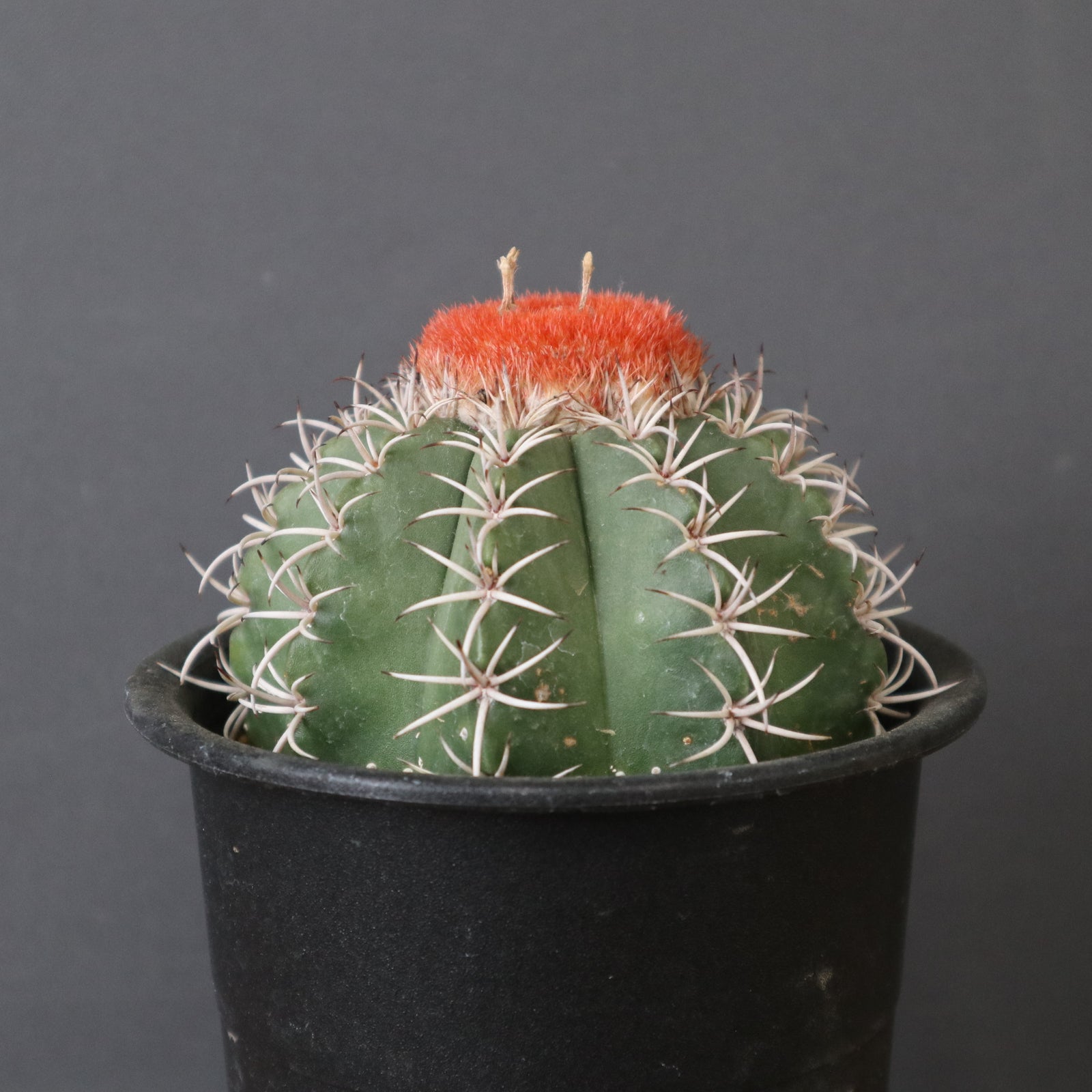 メロカクタス・マタンザナス EC2137 – TaiShoDo ONLINE SHOP