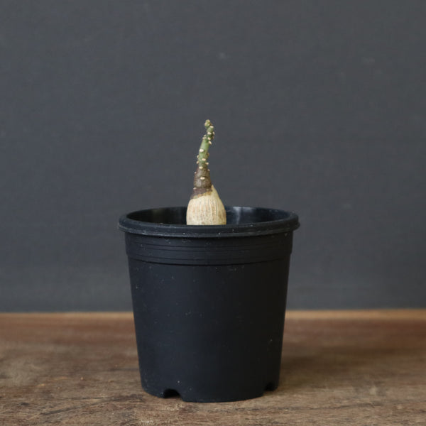 A.ペチュエリー(実生) 40