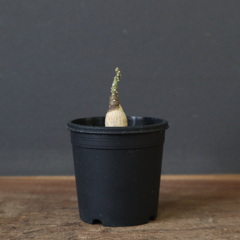 A.ペチュエリー(実生) 40