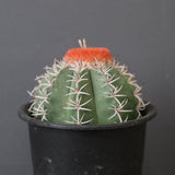 メロカクタス・マタンザナス EC2137