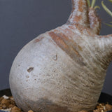 P.グラキリス 1018