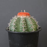 メロカクタス・マタンザナス EC2137