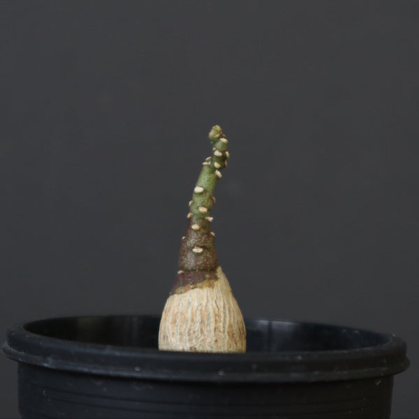 A.ペチュエリー(実生) 40