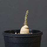 A.ペチュエリー(実生) 40