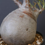 P.グラキリス 1018