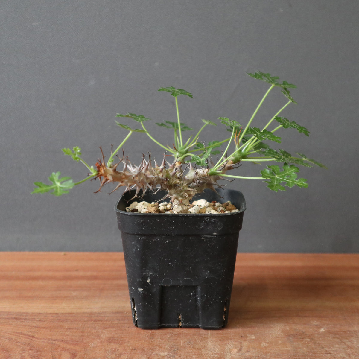 TaiShoDo ONLINE SHOP 塊根植物 多肉植物通販