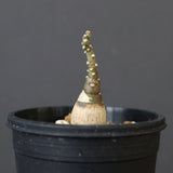 A.ペチュエリー(実生) 40