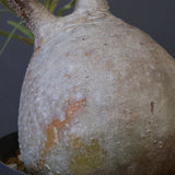 P.グラキリス 1018