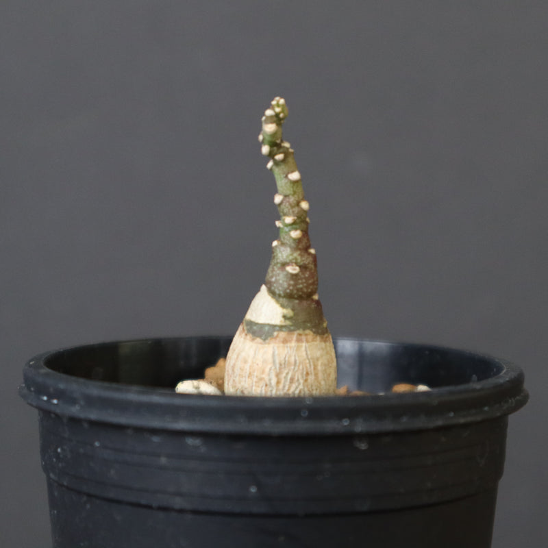 A.ペチュエリー(実生) 40