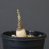 A.ペチュエリー(実生) 40