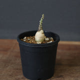 A.ペチュエリー(実生) 40