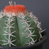 メロカクタス・マタンザナス EC2137