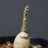 A.ペチュエリー(実生) 40