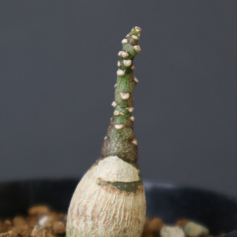 A.ペチュエリー(実生) 40