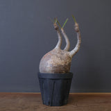 P.グラキリス 1020