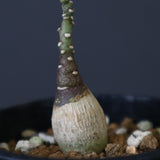 A.ペチュエリー(実生) 40