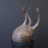 P.グラキリス 1020