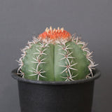 メロカクタス・マタンザナス EC2138