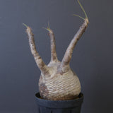 P.グラキリス 1020