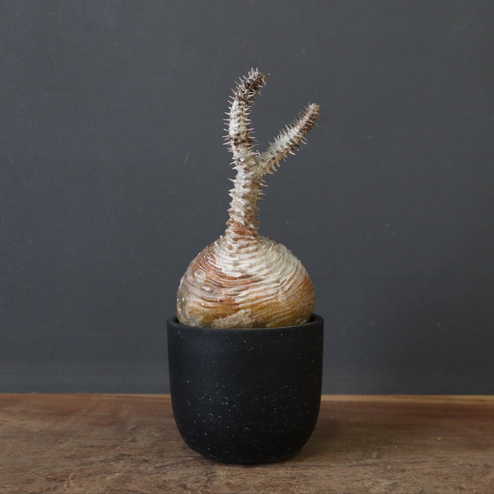 P.ウィンゾリー 44 – TaiShoDo ONLINE SHOP