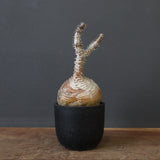 P.ウィンゾリー 44