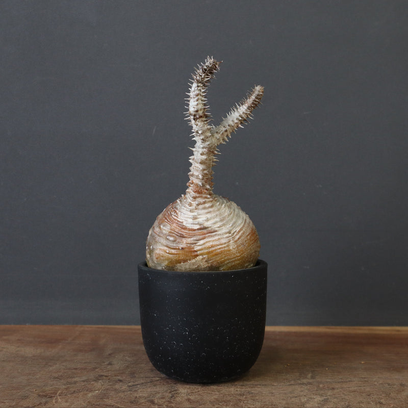 P.ウィンゾリー 44