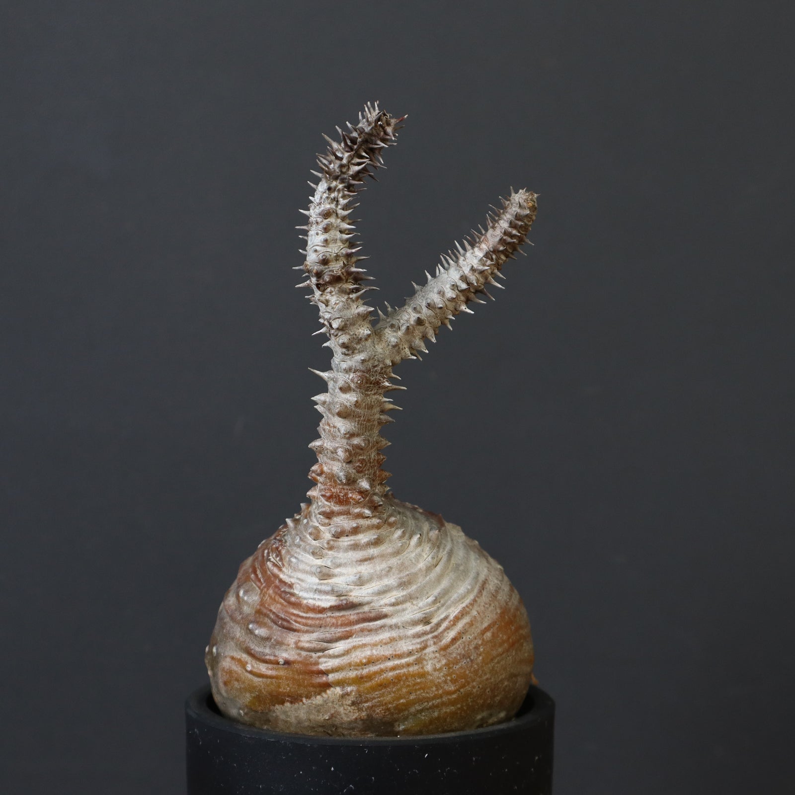 P.ウィンゾリー 44 – TaiShoDo ONLINE SHOP