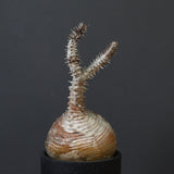 P.ウィンゾリー 44