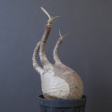 P.グラキリス 1020