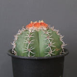 メロカクタス・マタンザナス EC2138