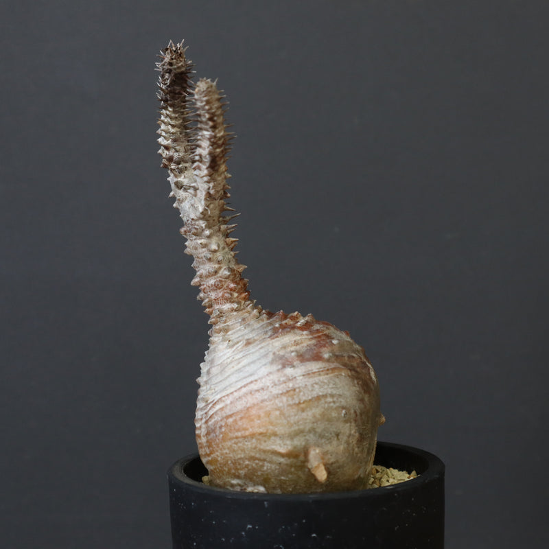 P.ウィンゾリー 44