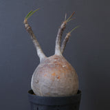 P.グラキリス 1020