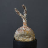 P.ウィンゾリー 44