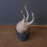 P.グラキリス 1020