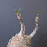 P.グラキリス 1020